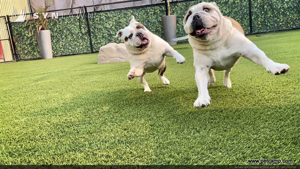Dogs Playing on Artificial Grass