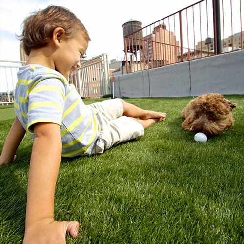 pet artificial grass photo 3